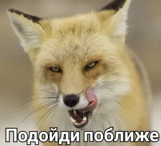 😍 baf81e29 Подойди поближе vos, dier, wildlife, close-up, likken telegram sticker