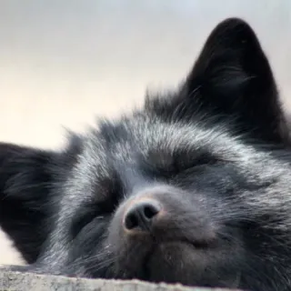 🛌 bc5e919b vos, dier, zoogdier, slapen, zwarte vos telegram sticker