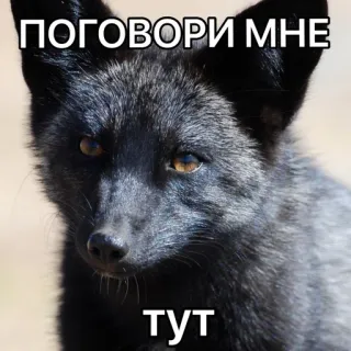 💬 bf69698c ПОГОВОРИ МНЕ
тут vos, dier, zwarte vos, meme, russisch, sluw telegram sticker