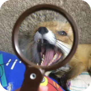 👄 c425acd7 vos, vergrootglas, dier, schattig, grappig, wilde dieren telegram sticker