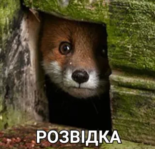 🤨 c550c93a РОЗВІДКА vos, dier, schattig, wildlife, natuur telegram sticker