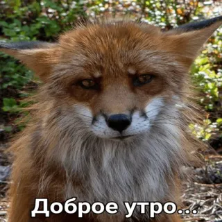 🌄 d460398d Доброе утро... vos, dier, goedemorgen, goedemorgen, meme telegram sticker