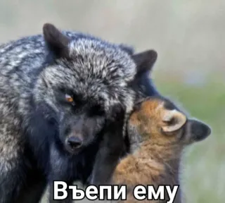 💢 d70ad5d7 Въепи ему vos, dier, schattig, wilde dieren, natuur, grappig, moeder, baby telegram sticker