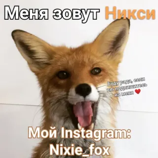 🤗 efa60b83 Меня зовут Никси Мой Instagram: Nixie_fox vos, dier, instagram, nixie, portret telegram sticker
