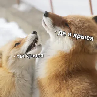 PhilippSilverFoxPack telegram stickers