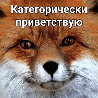 🙂 ff0131eb Категорически приветствую vos, groet, dier, meme telegram sticker