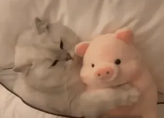 😝 150ba9fe mèo, heo, thú nhồi bông, động vật, dễ thương telegram sticker