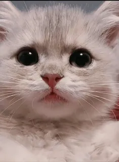 🥺 15c313f4 mèo, mèo con, dễ thương, động vật, thú cưng, mèo, mắt, chân dung telegram sticker