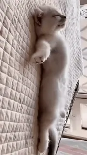 🌟 311abdbb mèo, mèo con, đang ngủ, động vật, dễ thương, thú cưng, mèo nhà telegram sticker