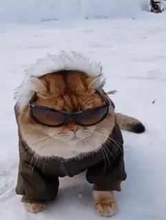 🤓 33ef954f mèo, kính râm, áo khoác, động vật, thú cưng, mùa đông, tuyết, quần áo telegram sticker