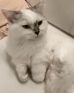 🤠 45b84167 mèo, thú cưng, động vật, mèo trắng, mềm mại, mèo nhà telegram sticker
