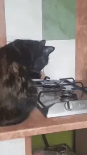 😚 4de3dcc2 mèo, bếp, nhà bếp, động vật telegram sticker