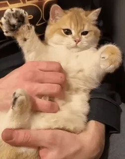 😋 7e4ac418 mèo, mèo con, thú cưng, động vật, dễ thương telegram sticker