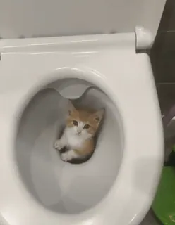 🥲 90b89fed mèo, mèo con, nhà vệ sinh, động vật, thú cưng, dễ thương, hài hước telegram sticker