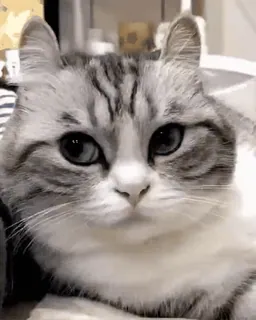 🙈 97818208 mèo, động vật, thú cưng, dễ thương, mèo nhà, động vật có vú, họ mèo telegram sticker