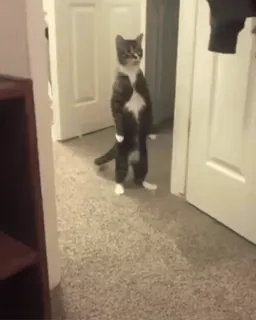 🙊 a131111e mèo, đứng, động vật, mèo nhà, thú cưng, trong nhà telegram sticker
