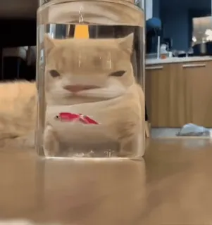 🤓 a8fc69f0 mèo, lọ, nước, hài hước, thú cưng, động vật, meme telegram sticker