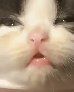 🌟 c87b1acc mèo, mèo con, động vật, thú cưng, dễ thương, khuôn mặt telegram sticker