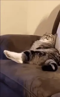 🥱 cd530cf0 mèo, lười biếng, thư giãn, ghế sofa, hài hước, động vật, mèo nhà telegram sticker