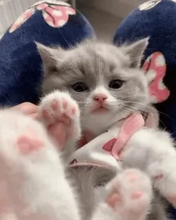 😇 df45a908 mèo con, mèo, dễ thương, thú cưng, động vật, mèo nhà telegram sticker