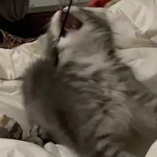 😱 09ad926e gatto, gattino, animale domestico, animale, giocherelloso, carino, peloso telegram sticker