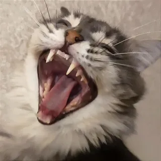 😃 0dbf11b7 gatto, sbadiglio, animale, mammifero, animale domestico, bocca aperta, denti telegram sticker