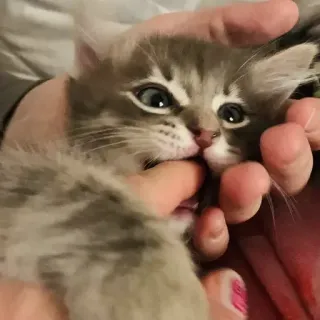 🐅 0f03a6df gattino, gatto, carino, animale domestico, animale, domestico telegram sticker