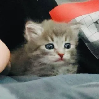 🐅 0f050eea gattino, gatto, animale, carino, animale domestico, felino, animale da compagnia telegram sticker