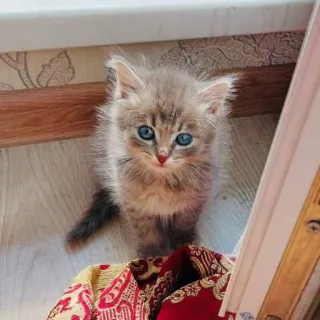 🐅 11d07c41 gattino, gatto, carino, animale, animale domestico, animale da compagnia telegram sticker