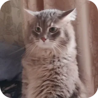 🤨 12d1268a gatto, gatto grigio, animale domestico, animale, carino, animale da compagnia telegram sticker