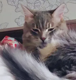 😑 1ce917c4 gatto, animale domestico, animale, gatto domestico, peloso, mammifero telegram sticker