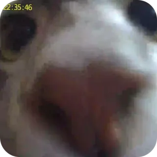 🍖 3e185fb0 22:35:46 gatto, primo piano, faccia, animale domestico, animale domestico telegram sticker