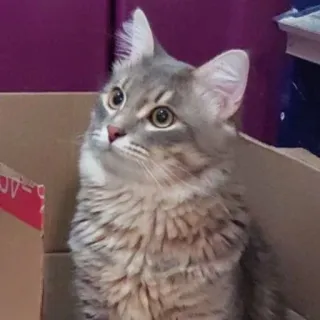 🙃 41d3c862 gatto, carino, animale, animale domestico, gattino telegram sticker