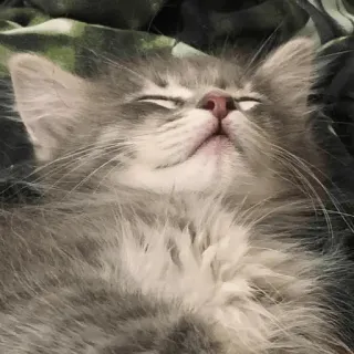 😌 43727317 gattino, gatto, dormire, carino, grigio, soffice telegram sticker