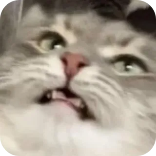 😒 57da80af gatto, divertente, animale, animale domestico, meme telegram sticker