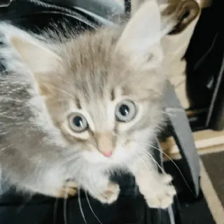 🐅 583e62d3 gattino, gatto, animale domestico, animale, carino, grigio, domestico telegram sticker