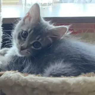 🐅 5dba8435 gatto, gattino, animale, animale domestico, carino telegram sticker