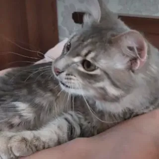 😤 5fdbdfec gatto, animale, animale domestico, animale domestico, gatto grigio, carino telegram sticker