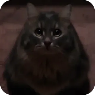 😈 60fe9ca9 gatto, animale, triste, carino, animale domestico, animale da compagnia telegram sticker