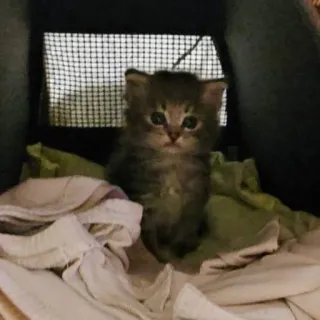 🐅 6fe9aa8a gattino, gatto, animale domestico, animale, carino, piccolo, domestico telegram sticker