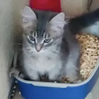 Pibimpab whatsapp stickers