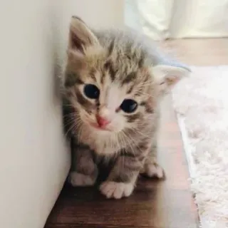 🐅 7820f5d1 gattino, gatto, carino, animale, animale domestico, animale domestico, piccolo, tigrato telegram sticker