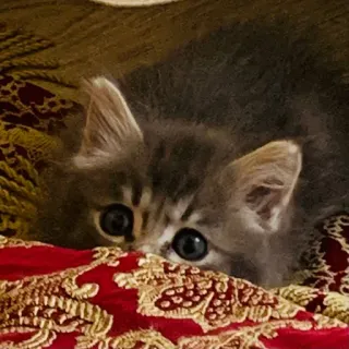 🐅 8234c353 gatto, gattino, animale domestico, animale, carino, soffice, gatto domestico, felino telegram sticker