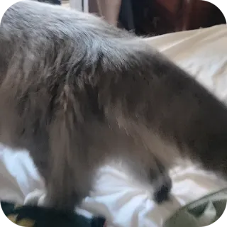 😊 95a3b52b gatto, animale, animale domestico, animale domestico, mammifero, felino telegram sticker