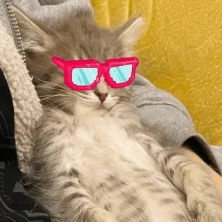 😎 9e669306 gatto, gattino, occhiali, animale, animale domestico, carino telegram sticker