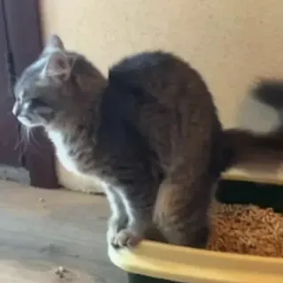 💩 b87db68c gatto, animale domestico, animale, felino, gatto domestico, lettiera telegram sticker