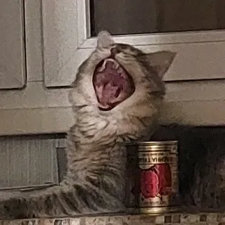 😵 bf5c4f56 gatto, sbadiglio, lattina, animale telegram sticker