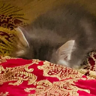 🐅 cc7e8f82 gatto, animale domestico, dormire, animale, gatto domestico telegram sticker