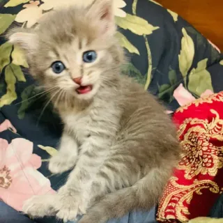 🐅 d716ef93 gattino, gatto, animale, carino, animale domestico, animale domestico, felino telegram sticker