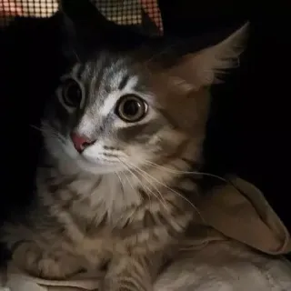 🐅 e1230cf0 gatto, animale domestico, animale, felino, gattino, gatto domestico telegram sticker